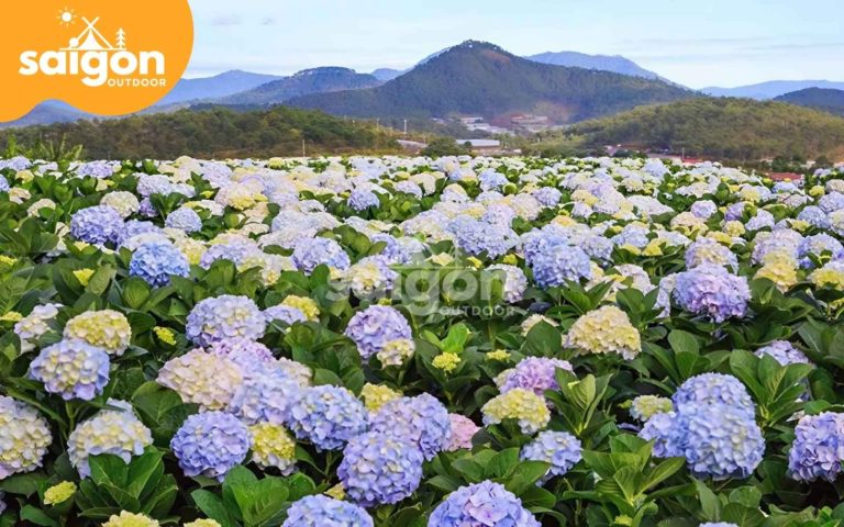 Thiên đường hoa Đà Lạt